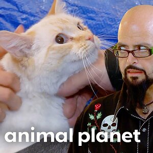 Frankie's Family Is Fed Up With His Feces | My Cat From Hell | Animal Planet