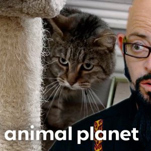 Cat Siblings Pancake and Lobster Can't Stand Each Other | My Cat From Hell | Animal Planet