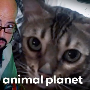 Ducati the Cat Demolishes this Newly Renovated Home | My Cat From Hell | Animal Planet