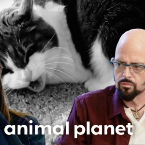 It's Life or Death for Storm the Cat | My Cat From Hell | Animal Planet