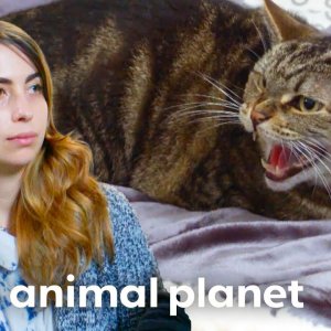 A Cat Named Darkness Brings Destruction and Violence to the Home | My Cat From Hell | Animal Planet