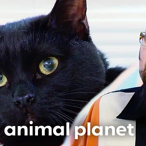 The MOST Feral Black Cats | My Cat From Hell | Animal Planet