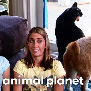 Jackson Faces off with the Most Vicious Siblings! | My Cat From Hell | Animal Planet