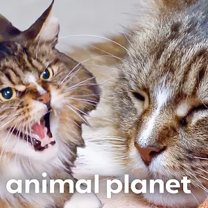 From Killer to Cuddly Kitten | My Cat from Hell | Animal Planet