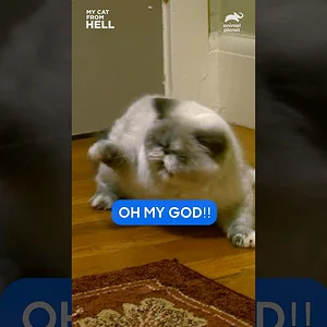 Two Terrifying Cats Get Vicious! | My Cat From Hell | Animal Planet