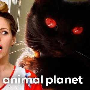 The Most Terrifying Cats Ft. Freddy Krueger 😼 | My Cat From Hell | Animal Planet