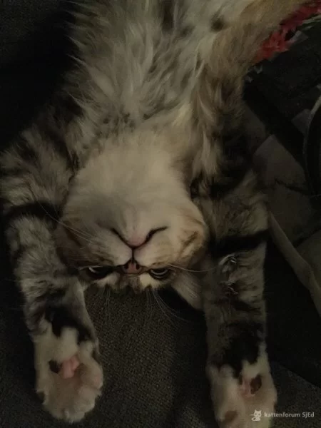 http://www.siberischekat.eu/148e.jpg