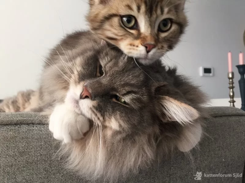 http://www.siberischekat.eu/5274f.jpg